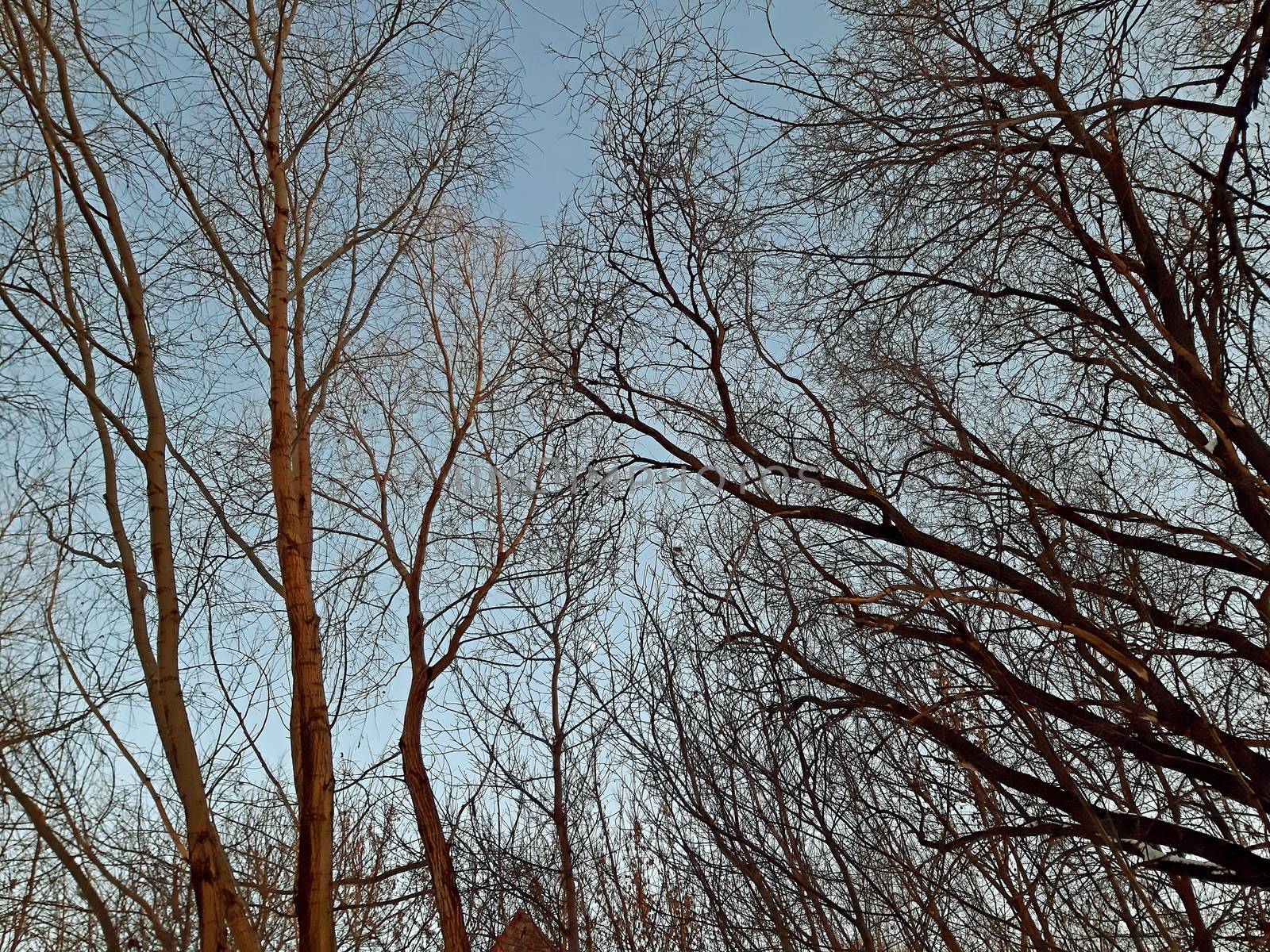 A few branches of trees on the clear sky in the winter.