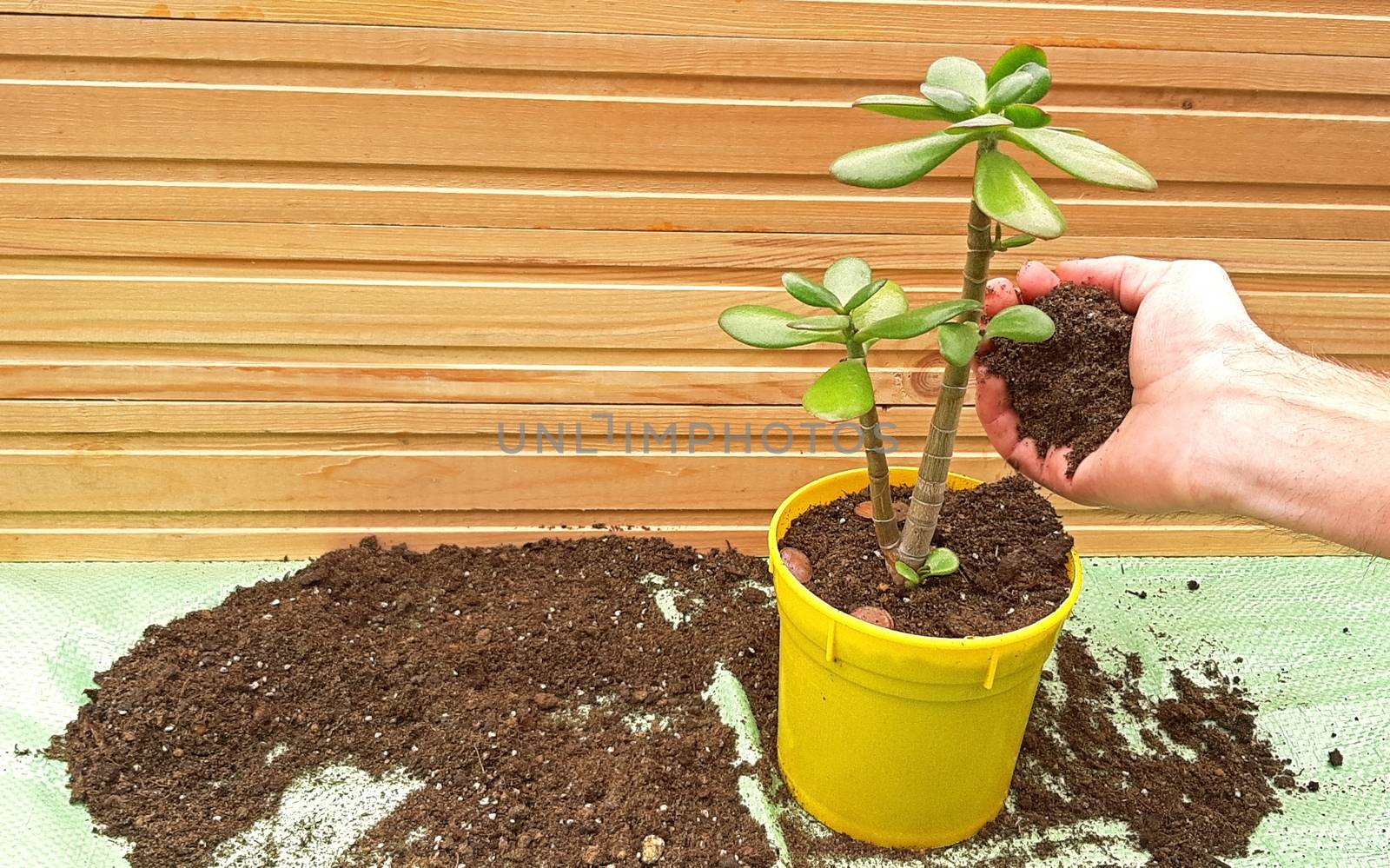 Repotting jade tree tree, add potting soil in the pot. by Mindru