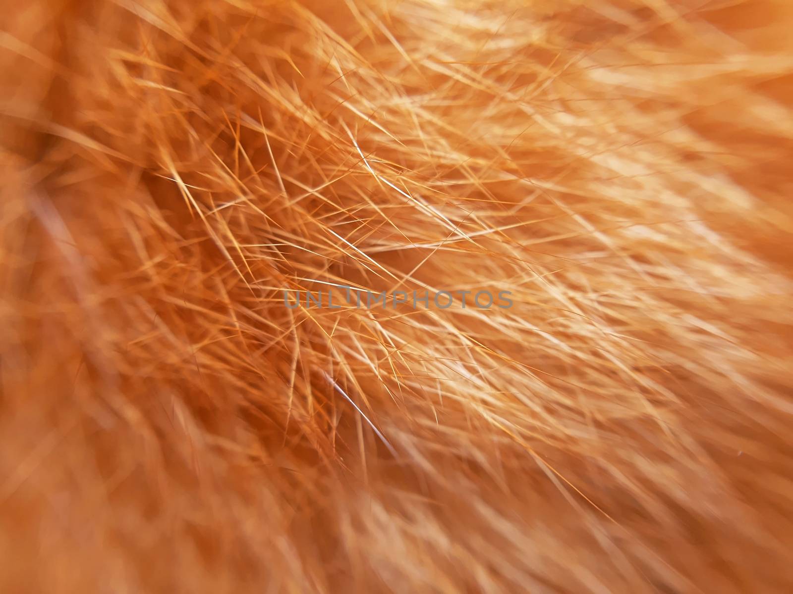 Orange cat fur background texture close up.