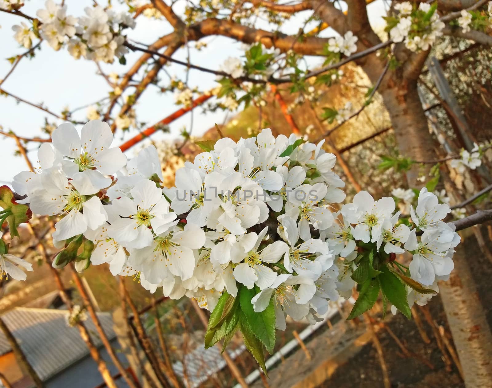 Cherry tree blossom in white very beautiful by Mindru