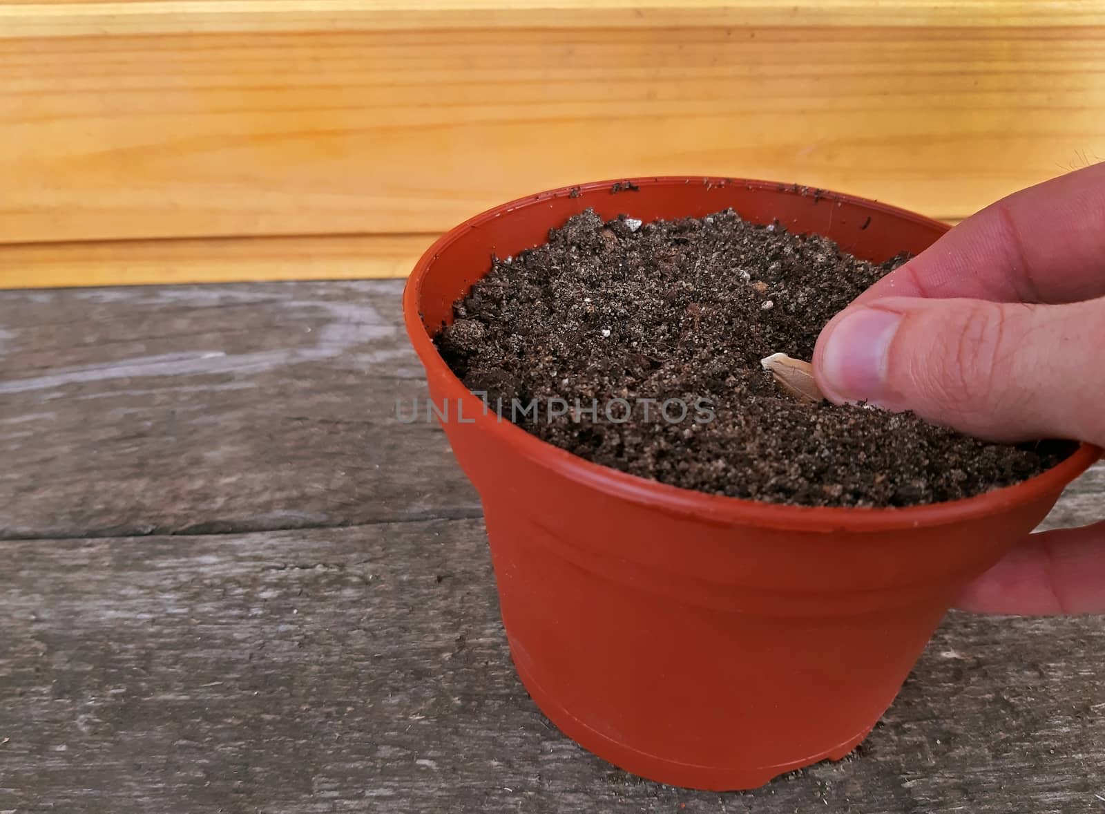 Hand planting a seed in a flower pot.