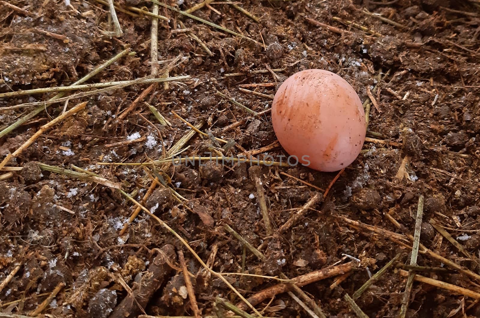 Chicken egg natural and fresh on the ground.