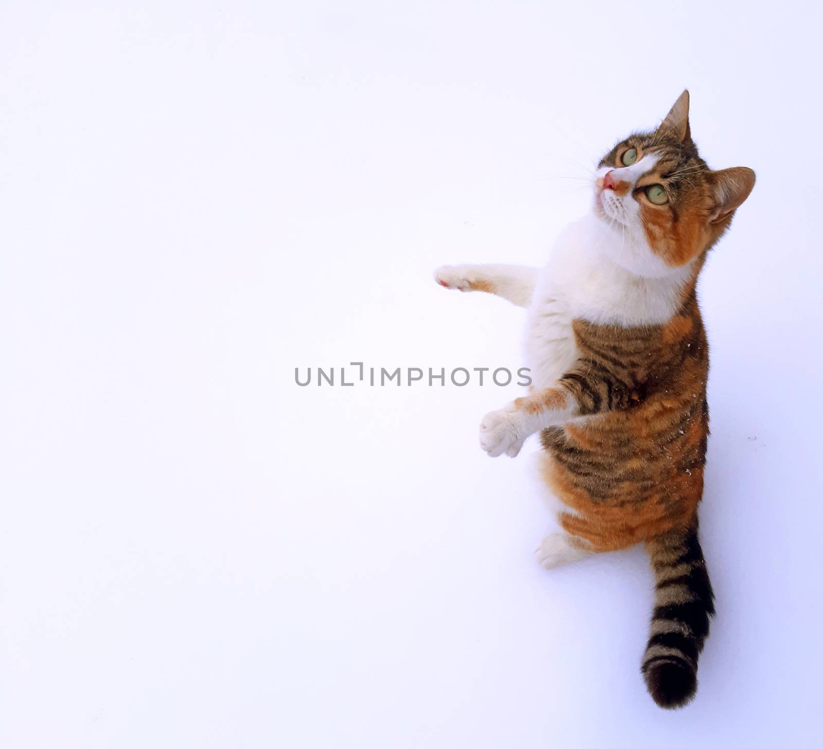 A funny cat standing on two legs by Mindru
