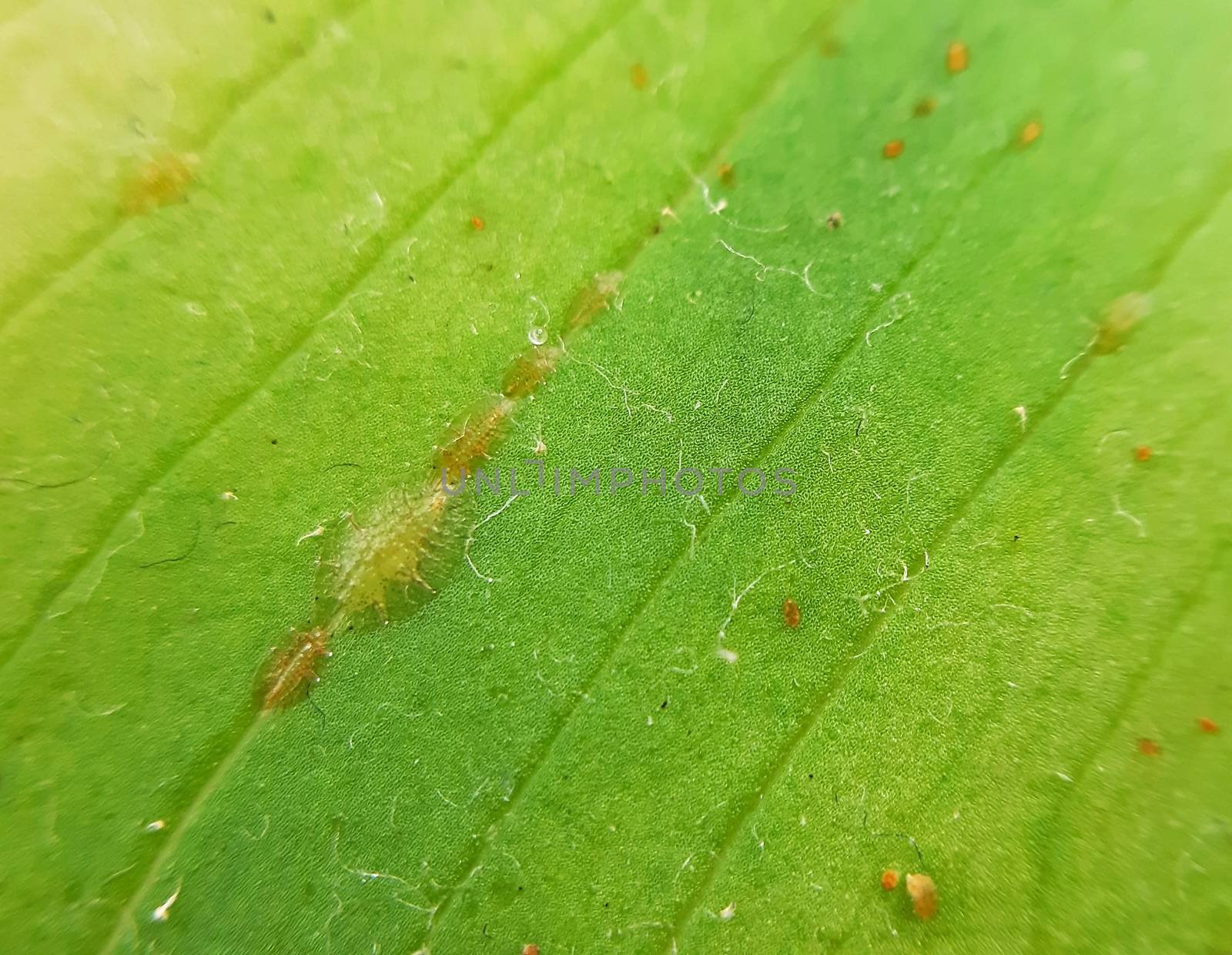 Coccidae pests on plant leaves macro close up by Mindru