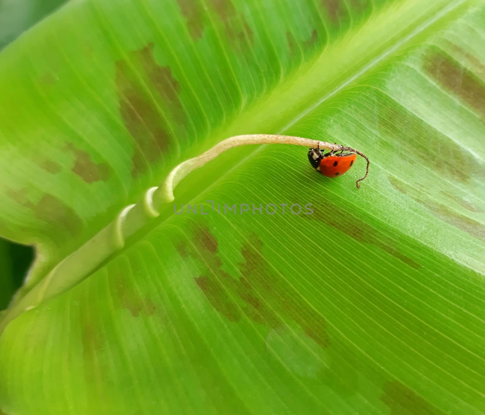 A ladybug on top of a banana leaf.