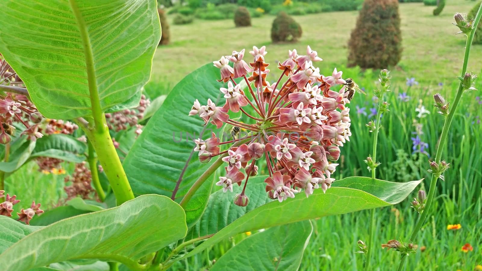 Bee pollinates a pink flower in the park.