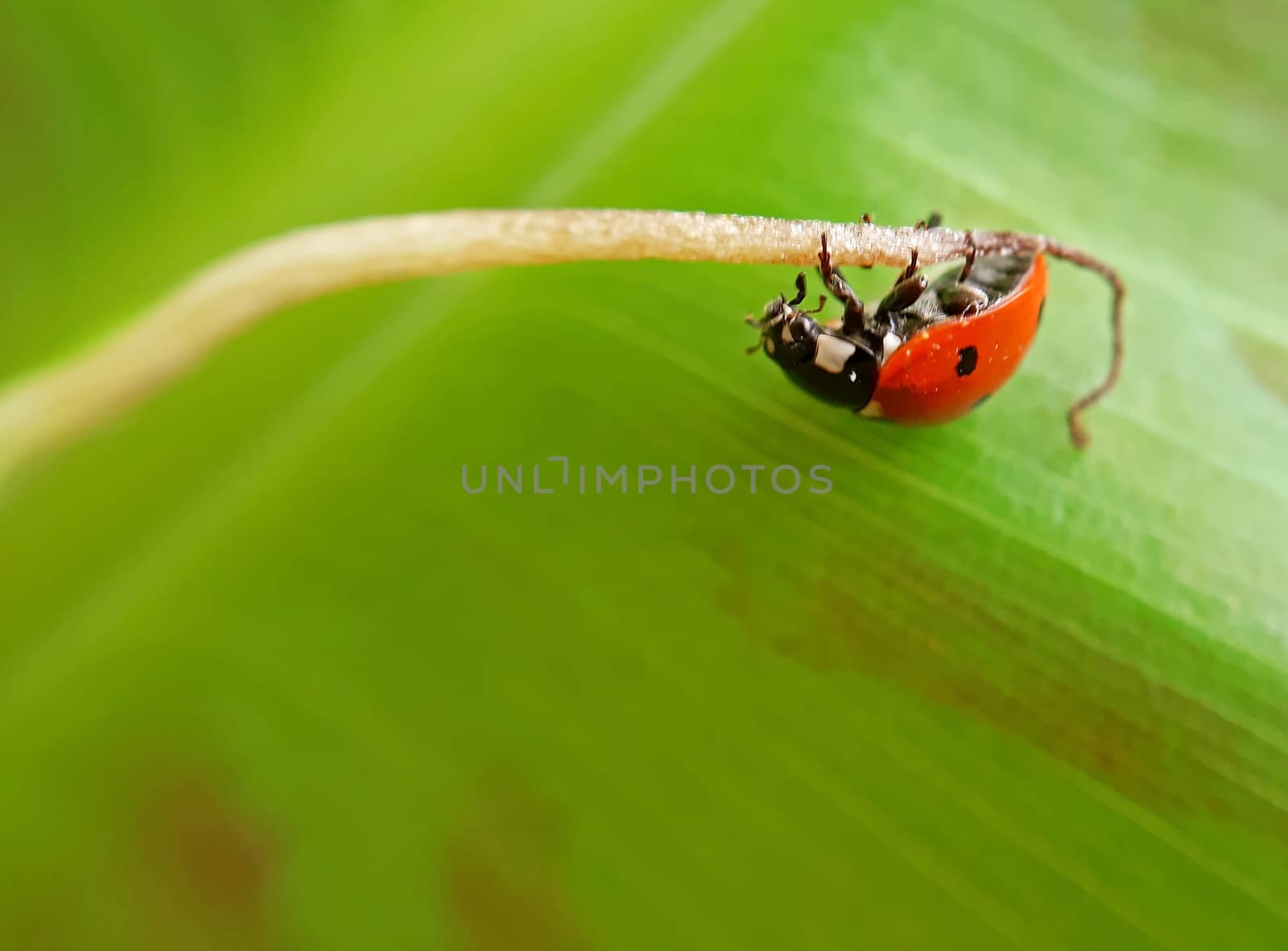 A ladybug on a banana leaf macro.