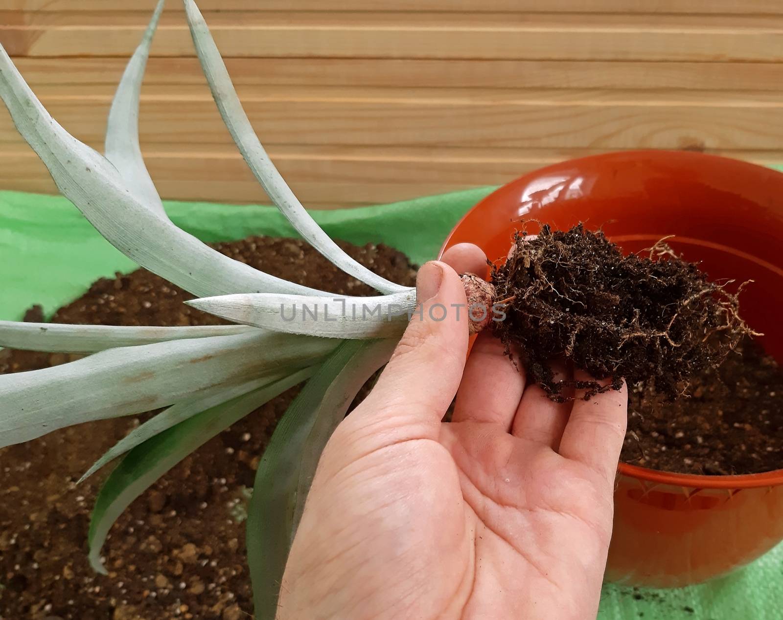 Hand repotting a young pineapple plant in a bigger pot.