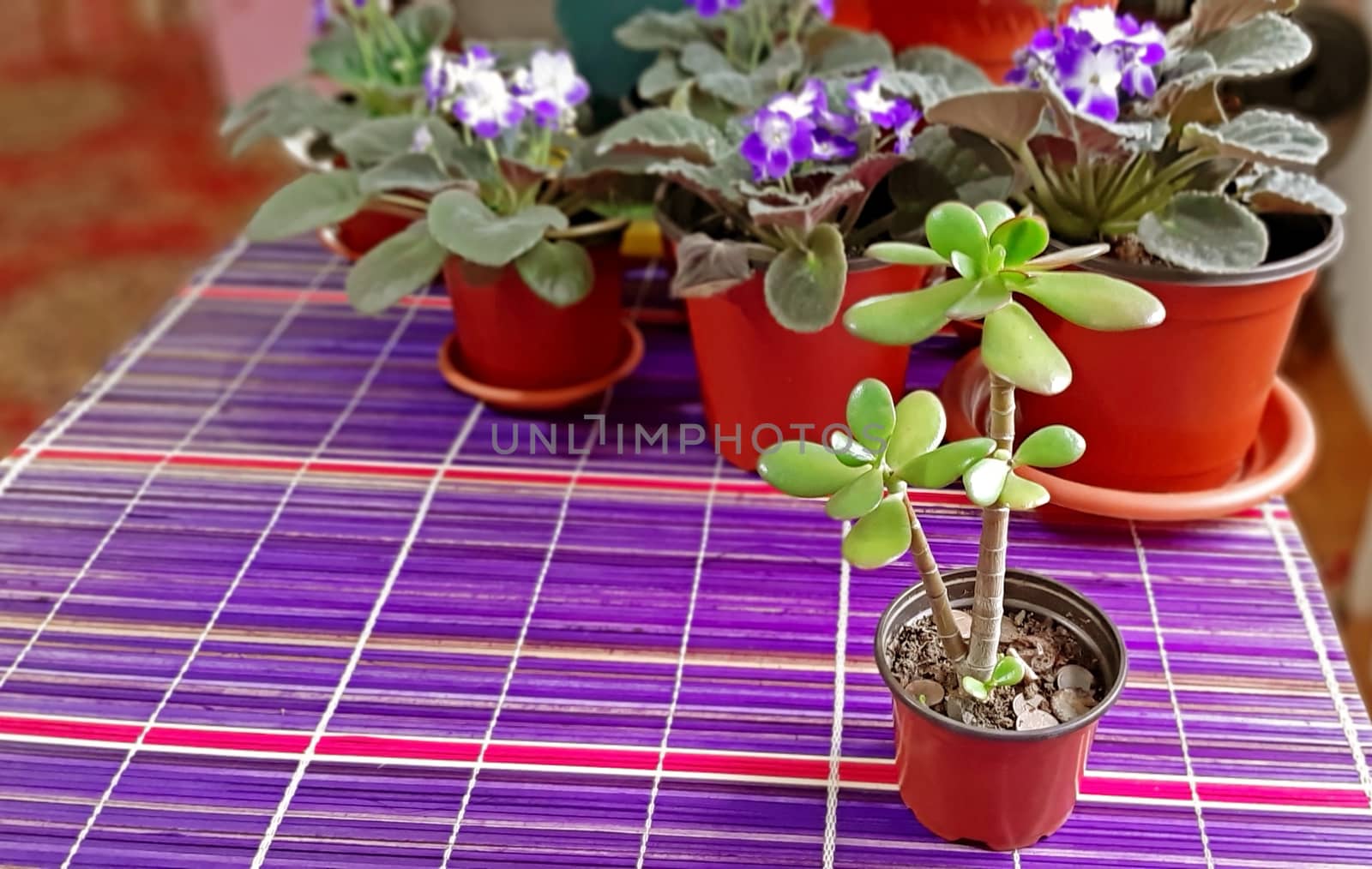 Young jade tree annd in the background, African violets by Mindru