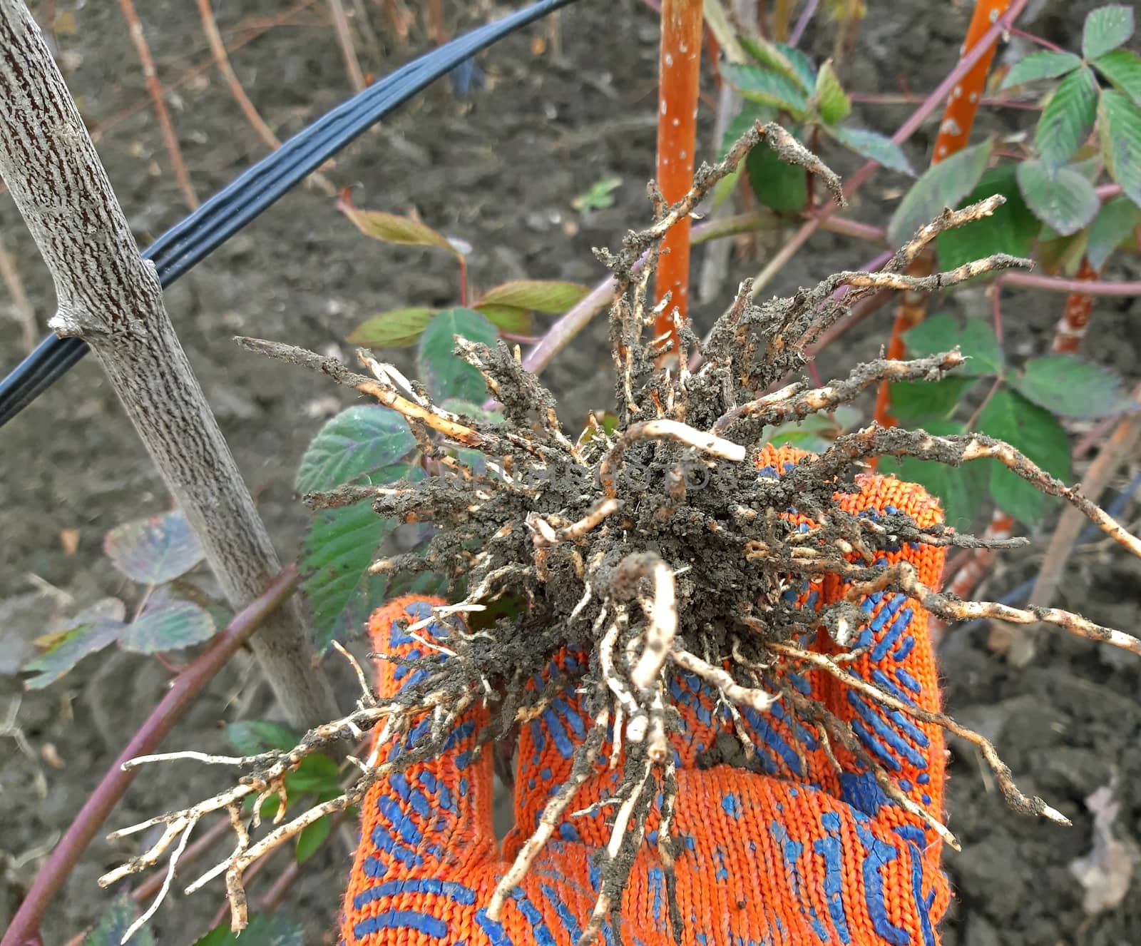 Roots of blackberry plants propagated by layering.