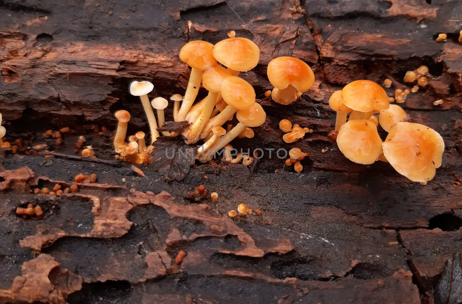 Yellow mushrooms grow in a rotten wood.
