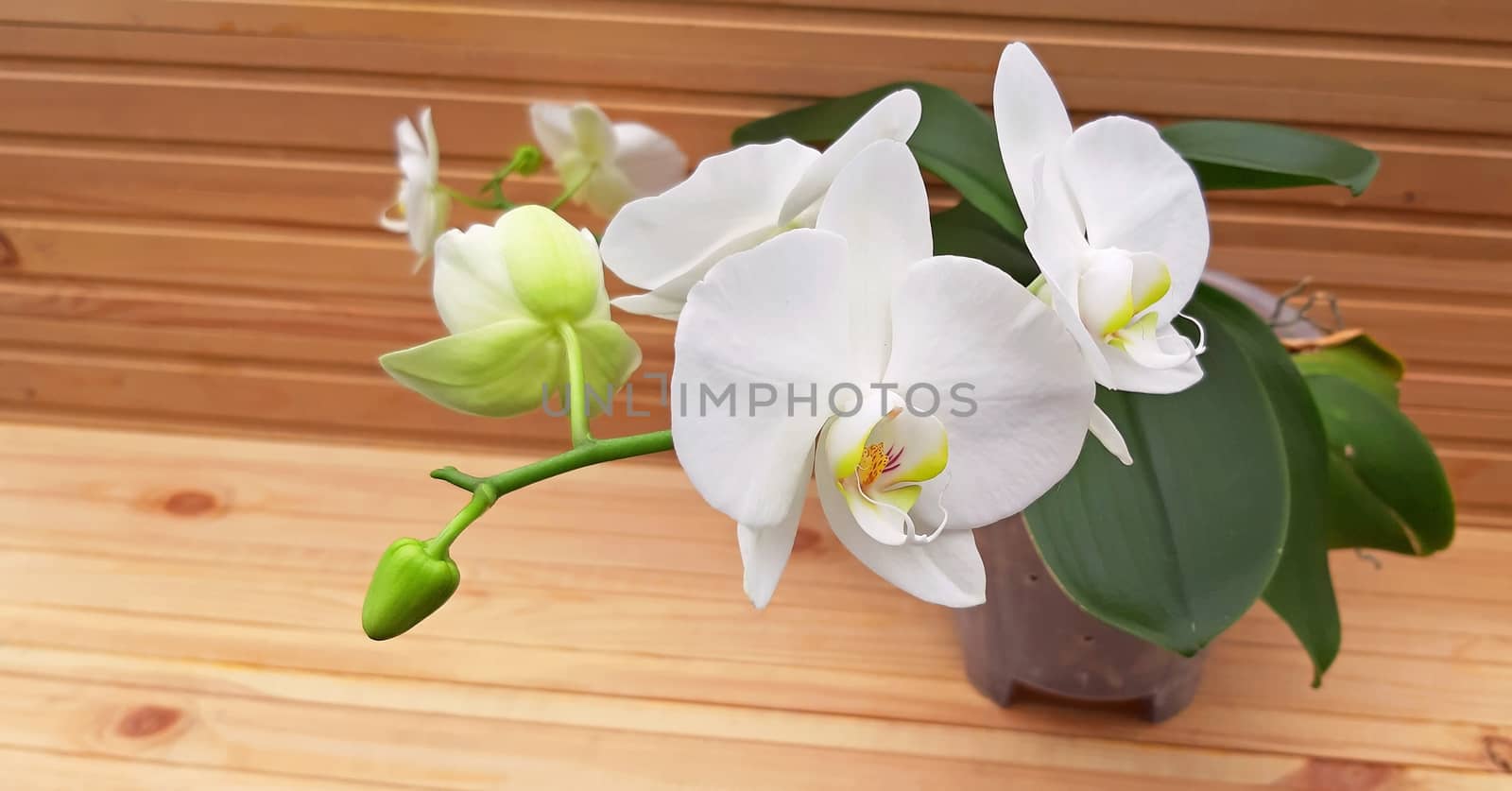 White Phalaenopsis Orchid in bloom on wooden background by Mindru