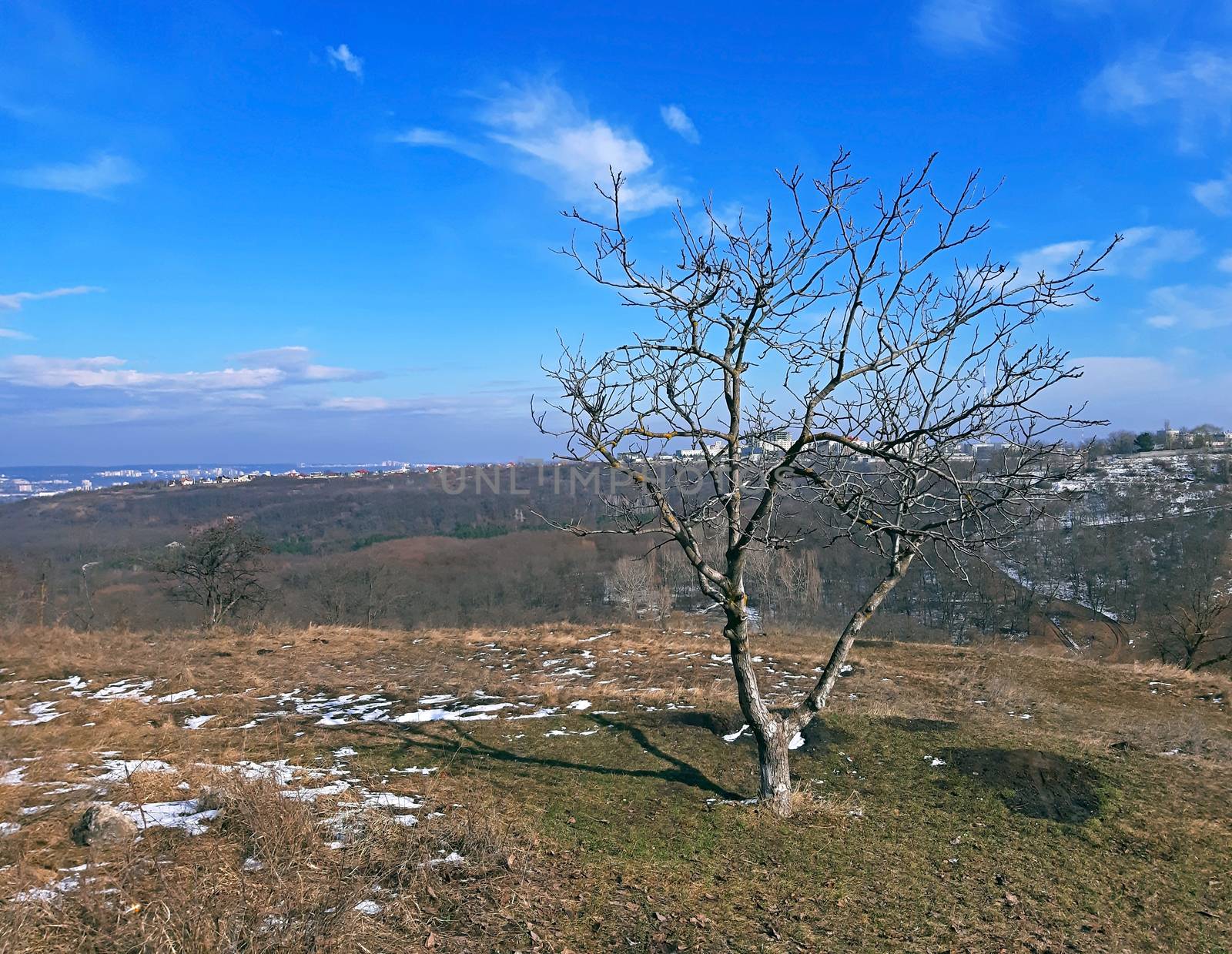 A tree without leaves in the early spring, blue sky.