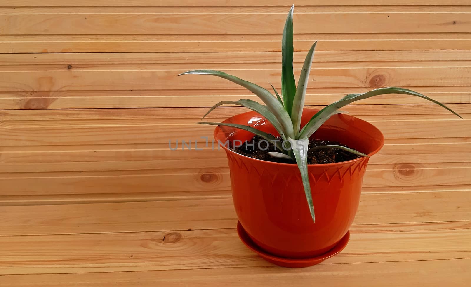 Potted Pineapple plant on wooden background. Copy space by Mindru