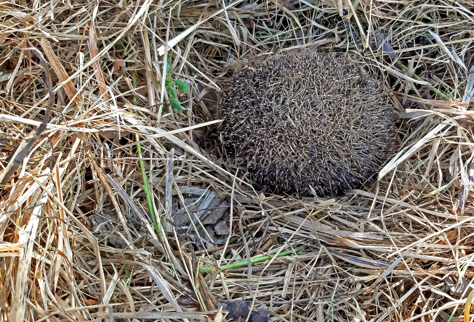 A hedgehog hibernates in dry grass background. by Mindru