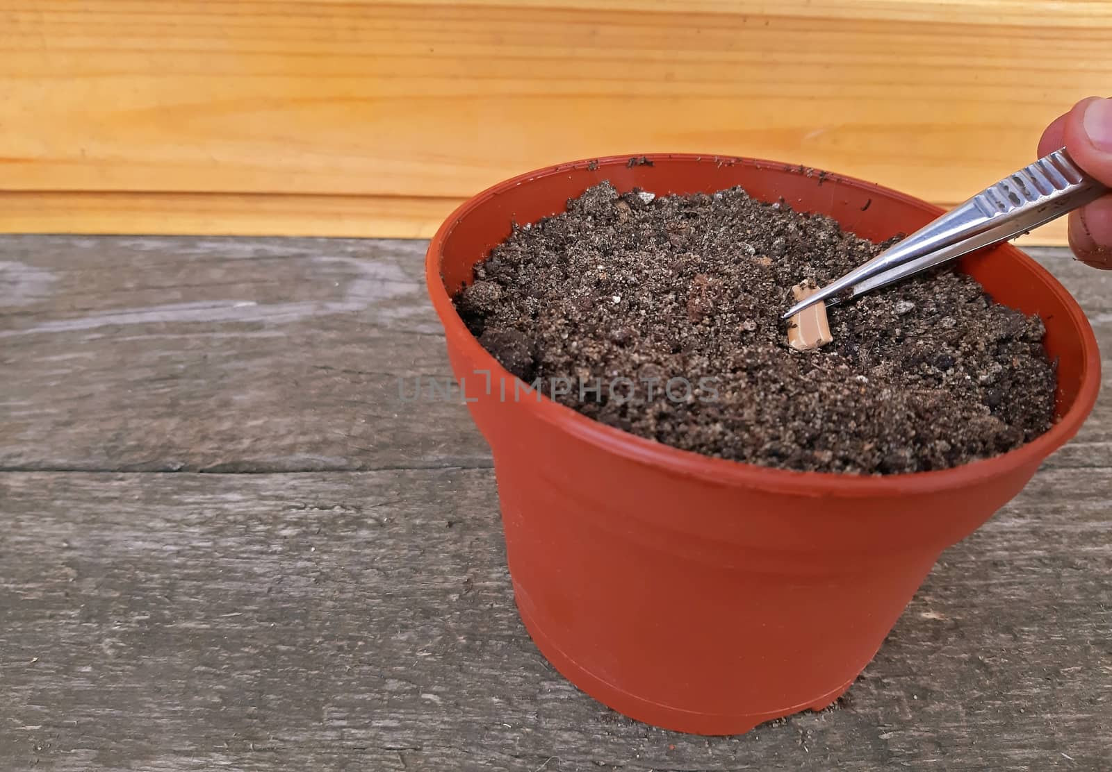 Sowing a seed in potting soil with Copy space.