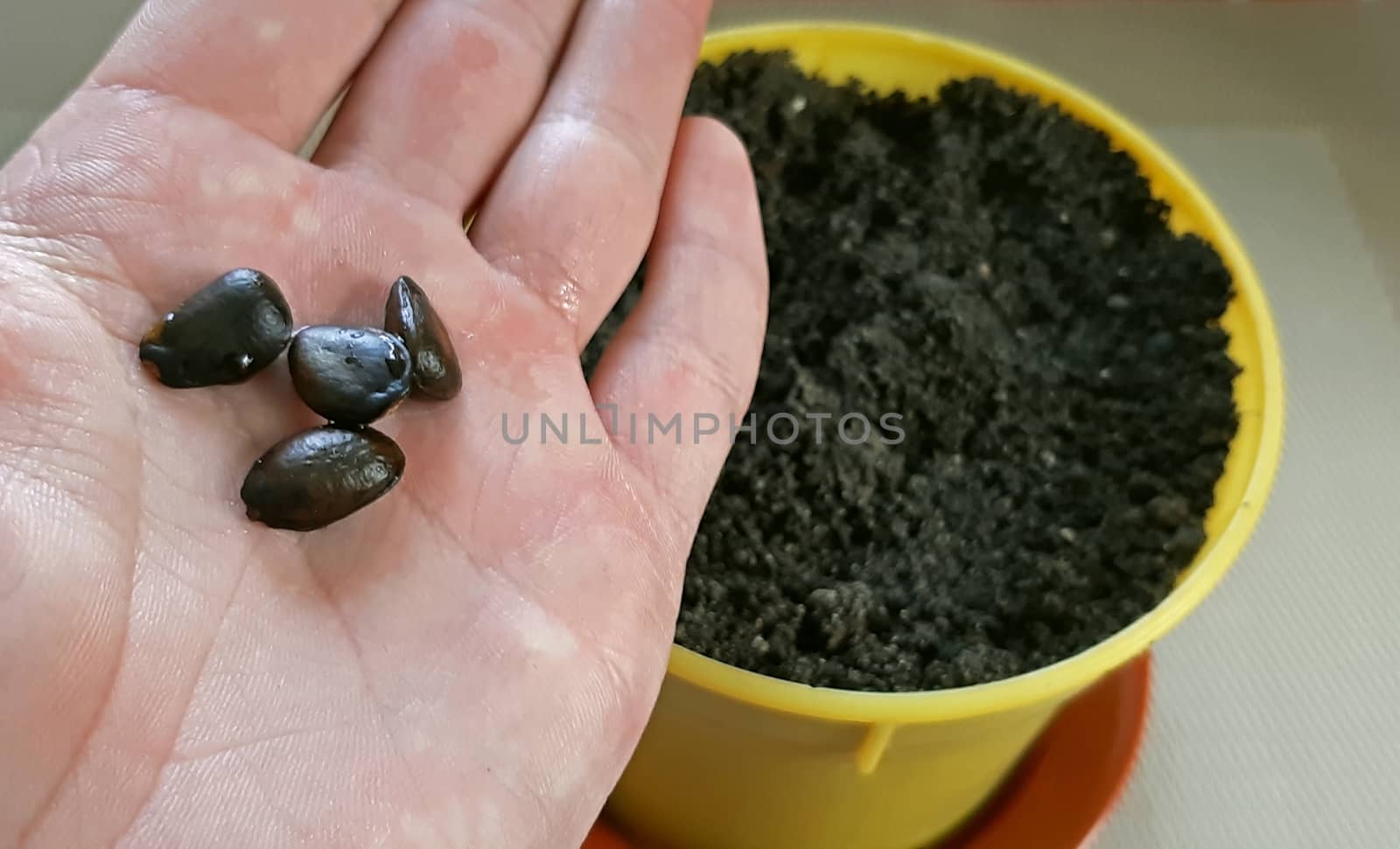 Planting seeds in the pot, Cherimoya seeds.