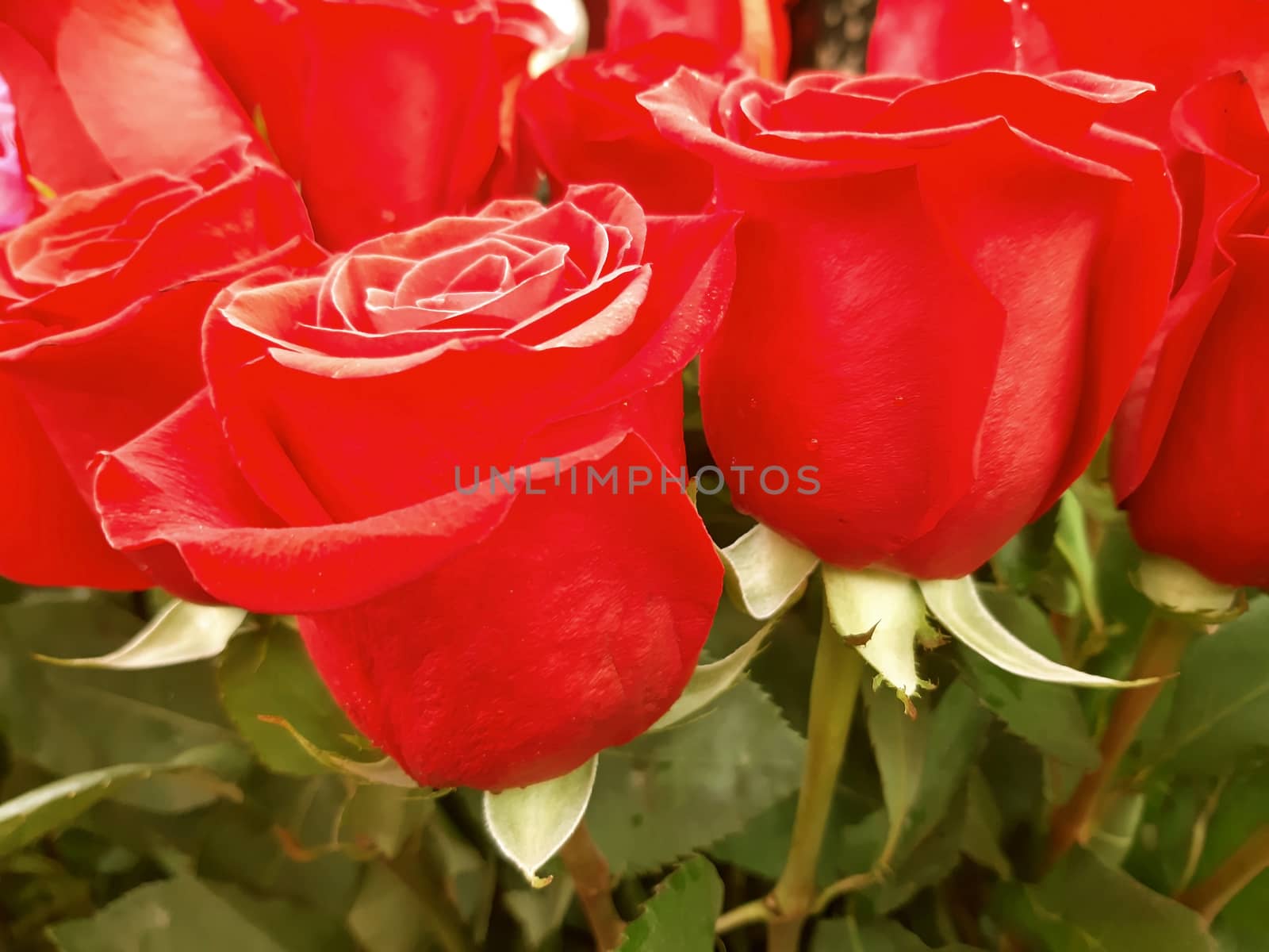 Red roses close up, very beautiful flowers by Mindru