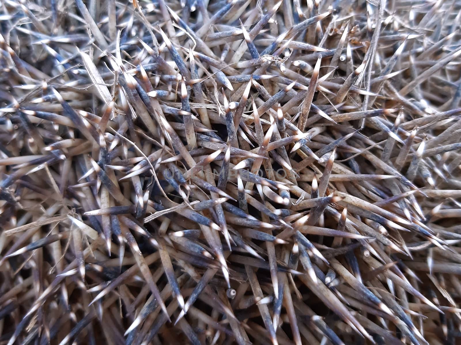 Hedgehog thorns texture close up