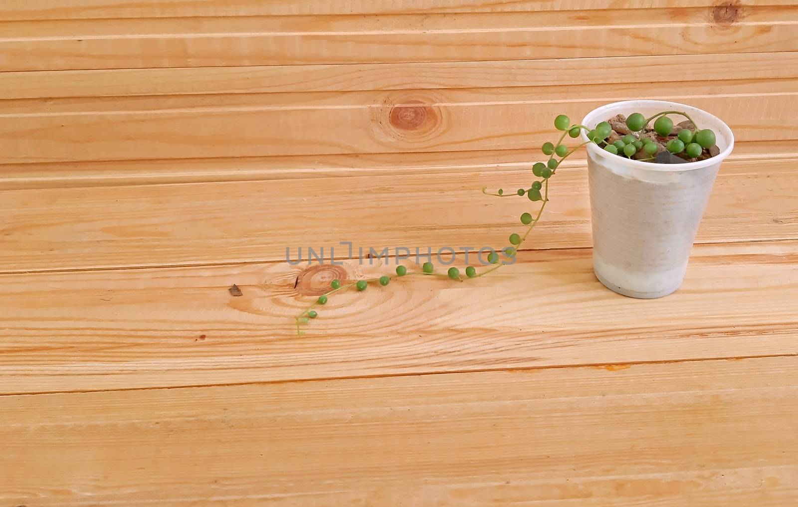 String of pearls Succulent plant on wooden background by Mindru