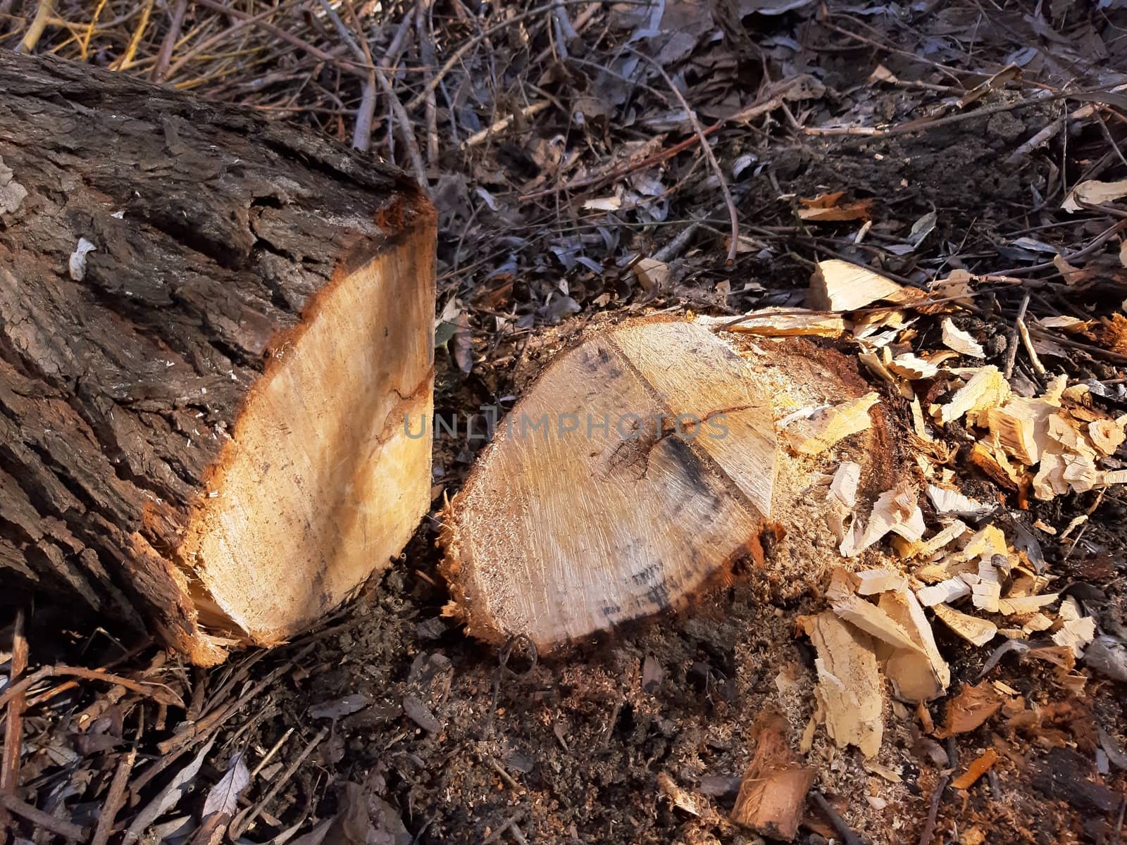 Tree cut off from the stem, ecological concept by Mindru