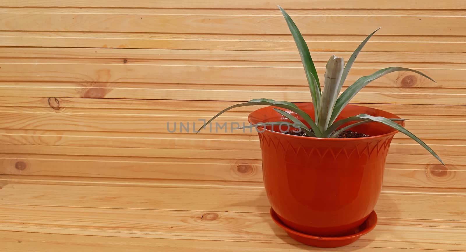 Potted Pineapple plant on wooden background. Copy space by Mindru