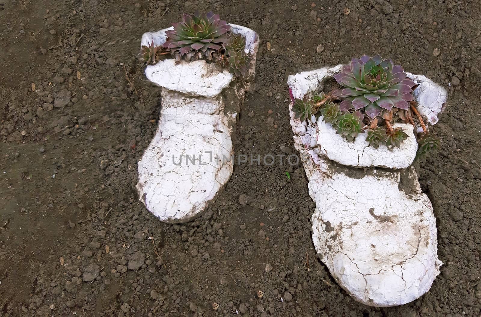 Sempervivum succulent plants planted in a form of shoes.
