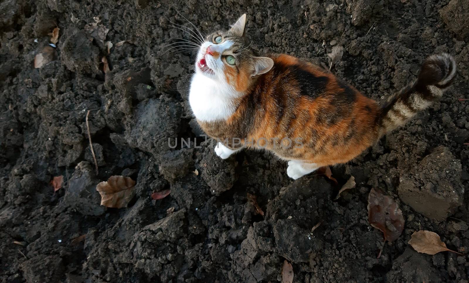 An adorable cat meow and waiting for food.