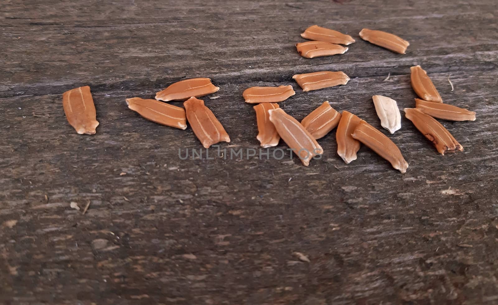 Seeds on wood background close up.