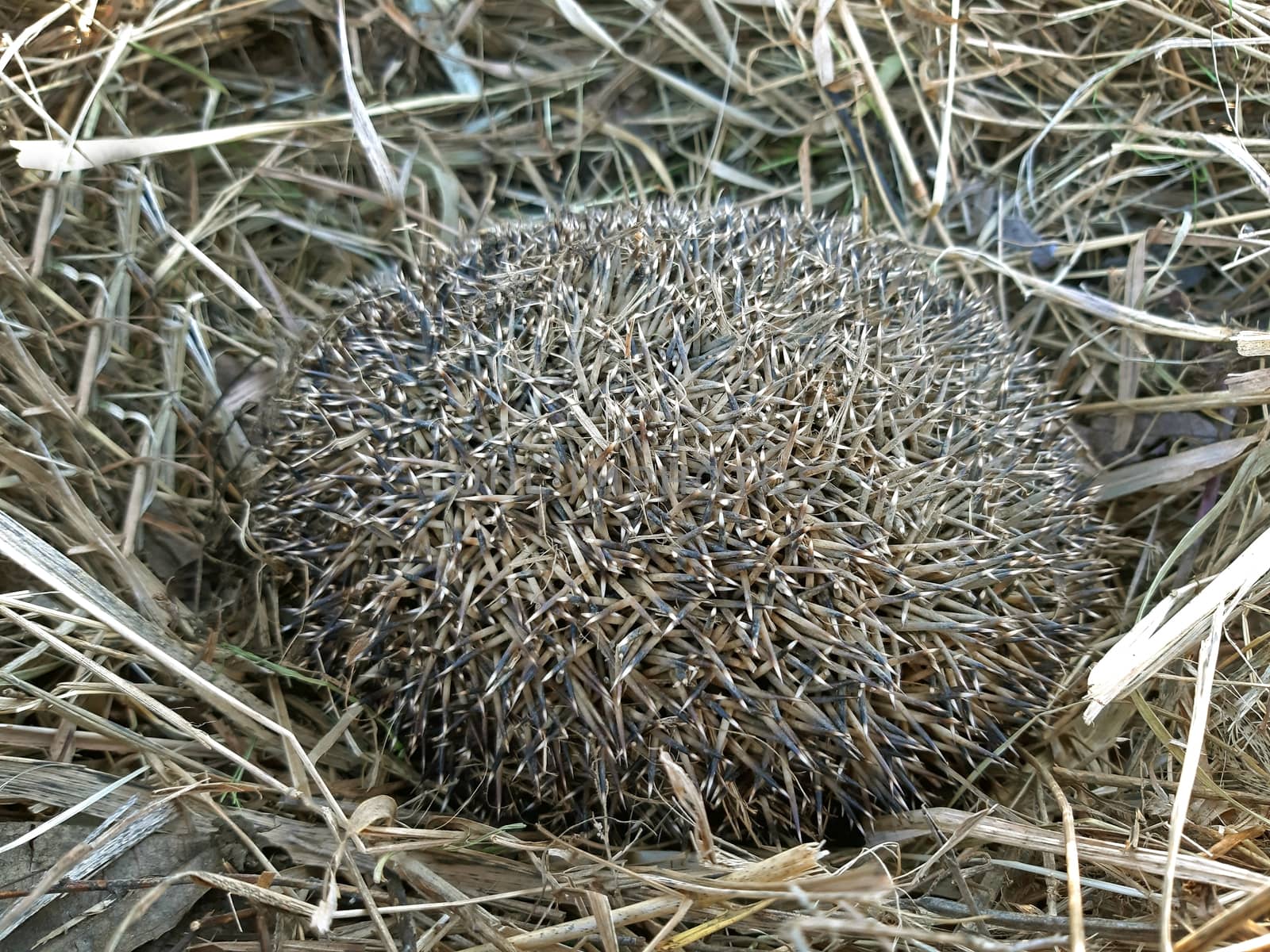 A hedgehog hibernates in dry grass.