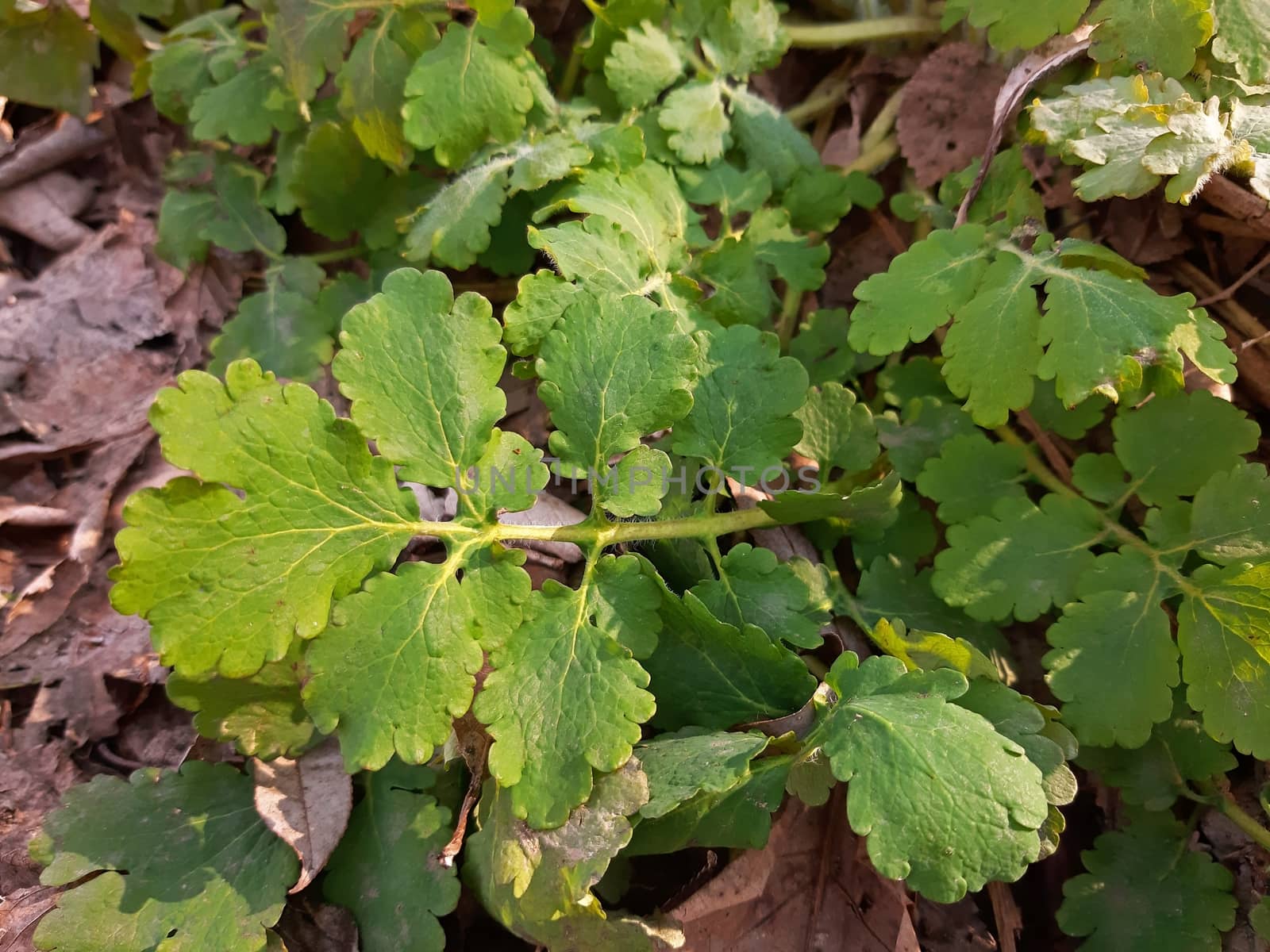 Chelidonium majus medicinal plant concept. leaves close up.