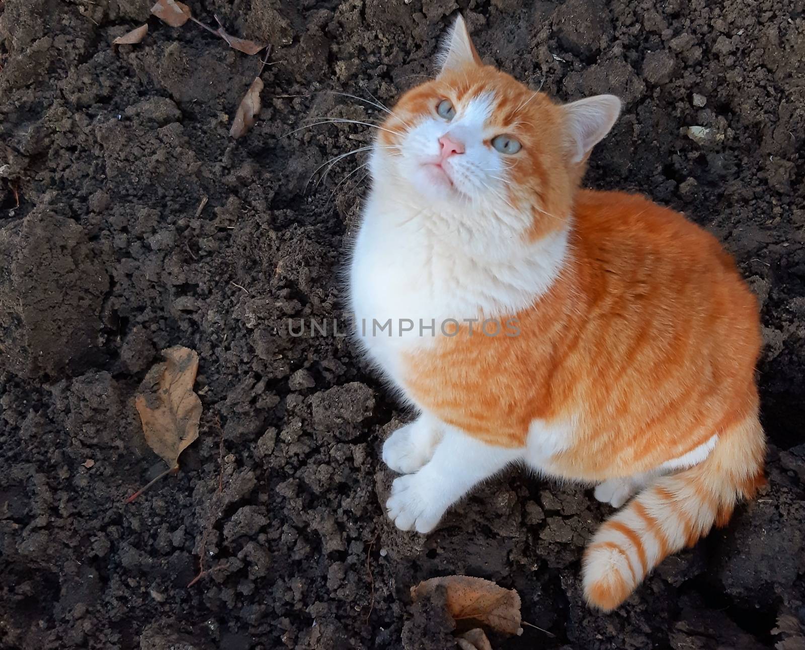 a beautiful orange cat looks curiously up by Mindru