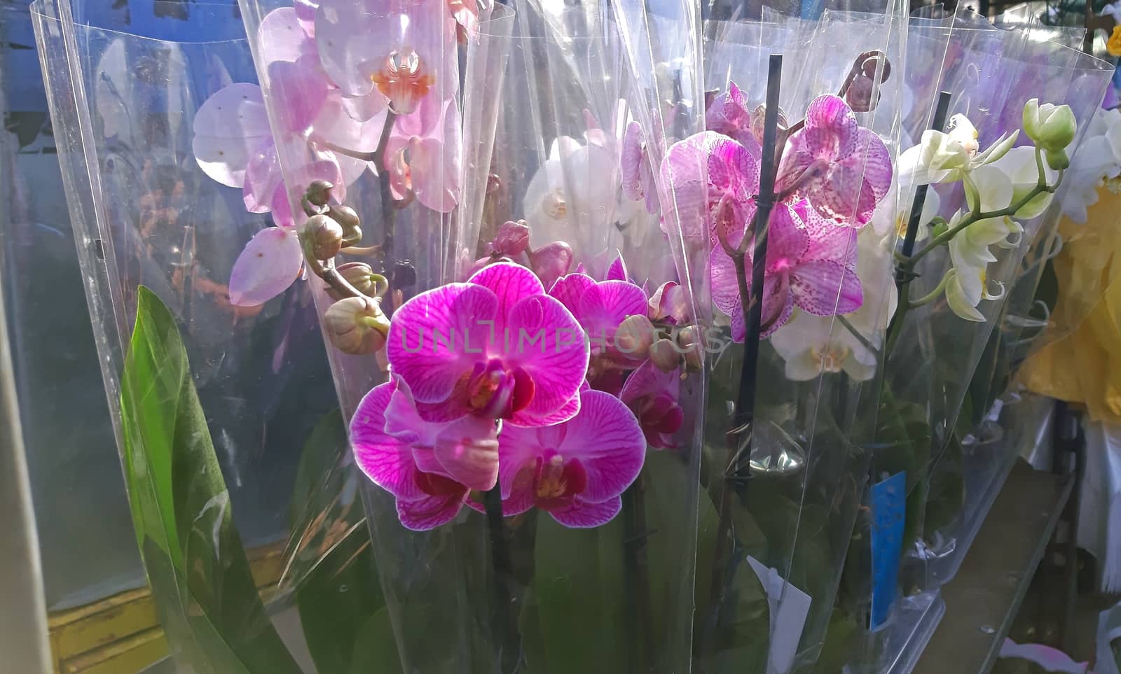 Some pink orchids and other colors on sale by Mindru
