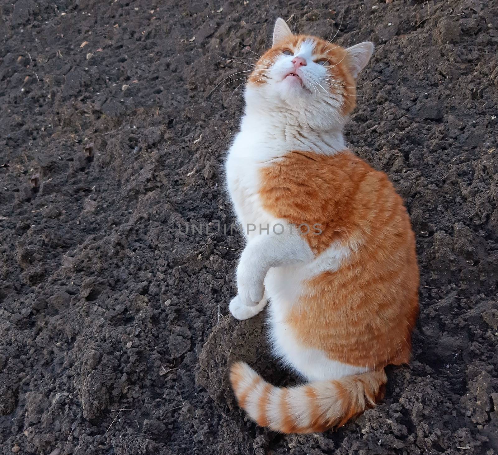 An adorable cat meows and wait for food.