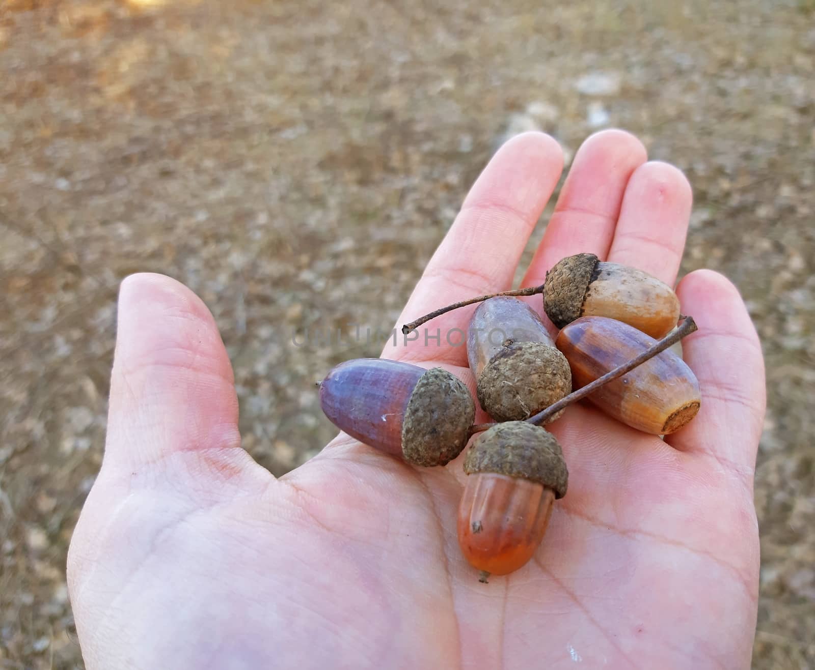 Falled acorns in man's hand palm close up.