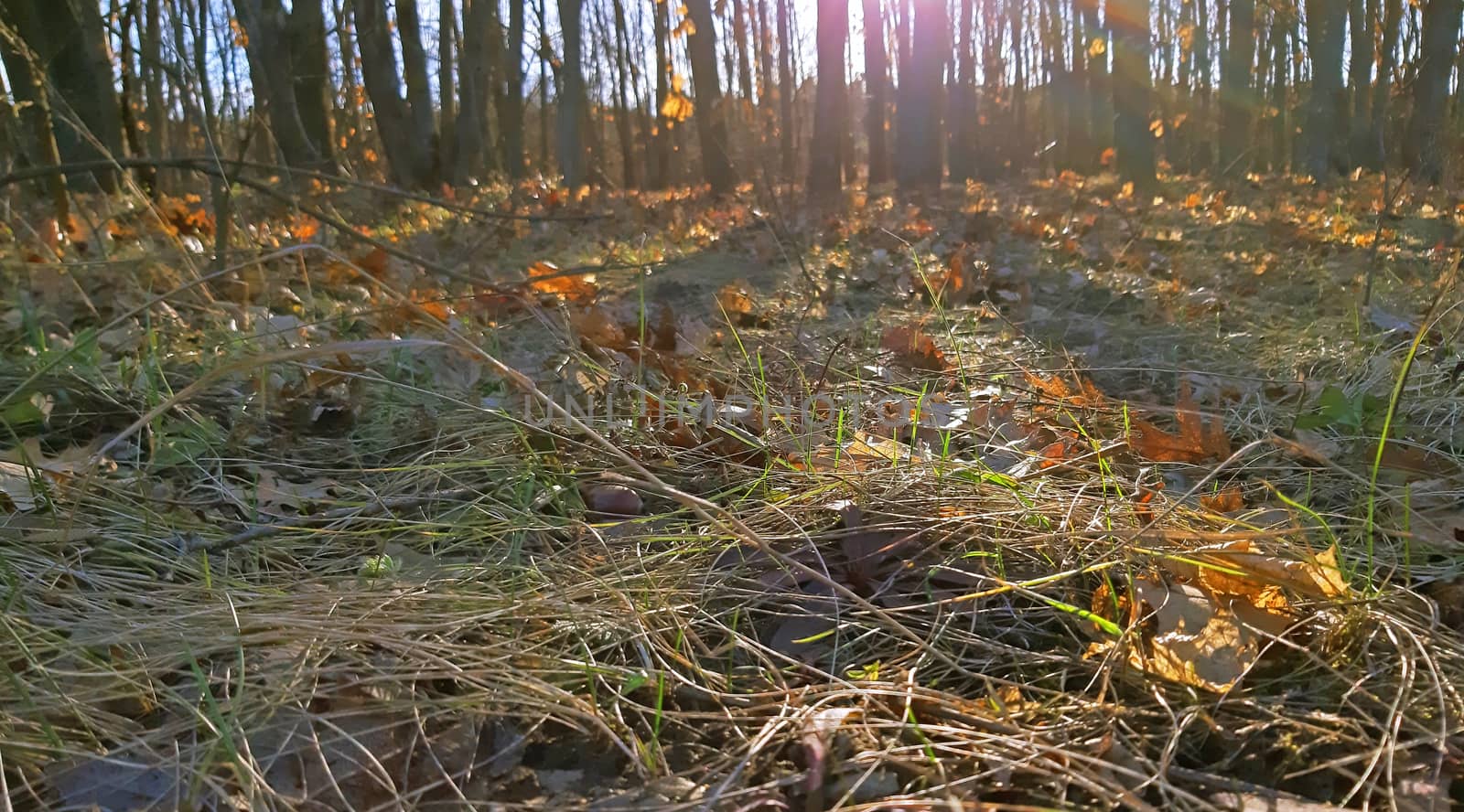 Sunset in a forest, early spring landscape.