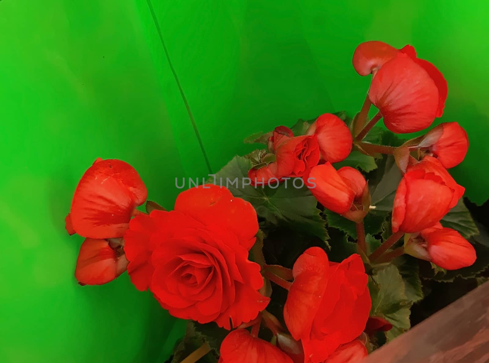Beautiful red flowers on sale, in a green foil.