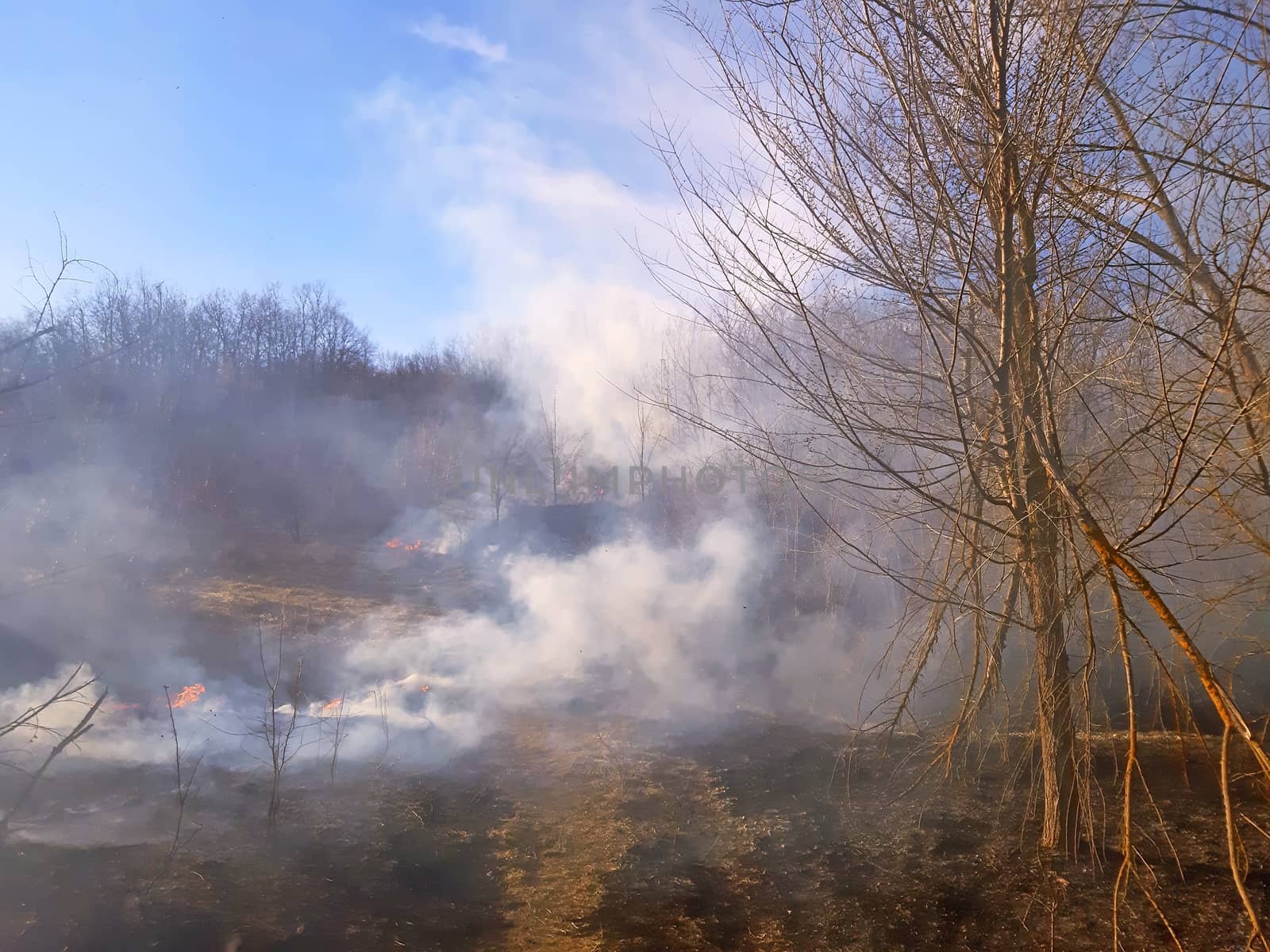 Much smoke in the forest, burning dry grass by Mindru