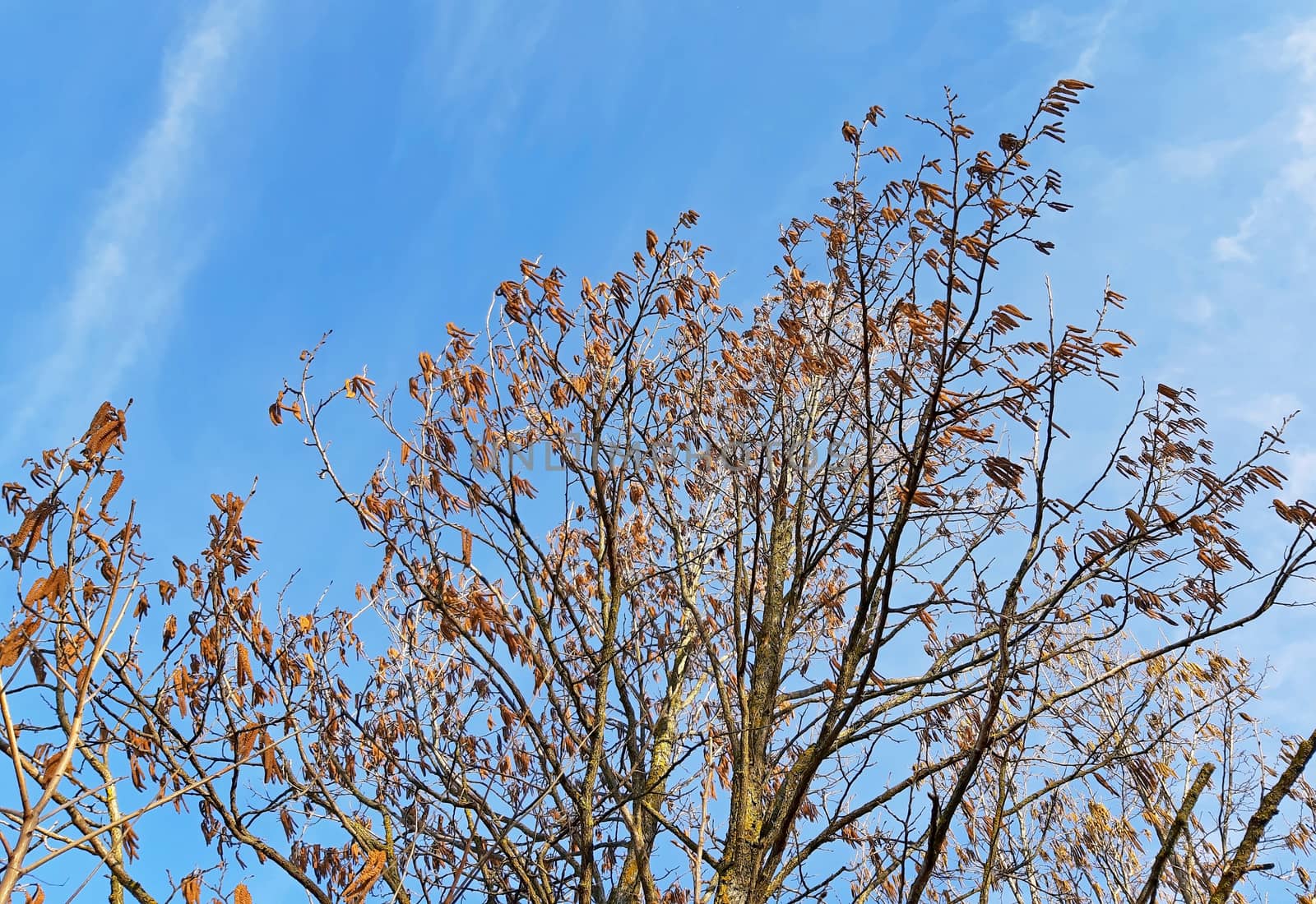 Hazelnut tree blooming in spring. Blue sky background.