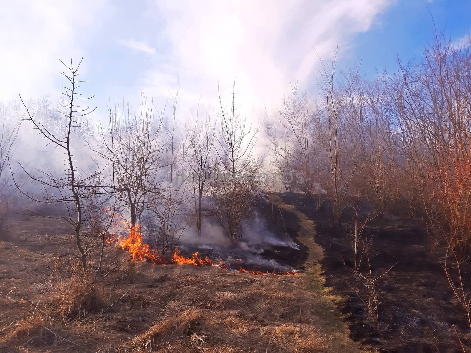 Dry grass burns Forest fire in the spring, the strong wind expands it by Mindru