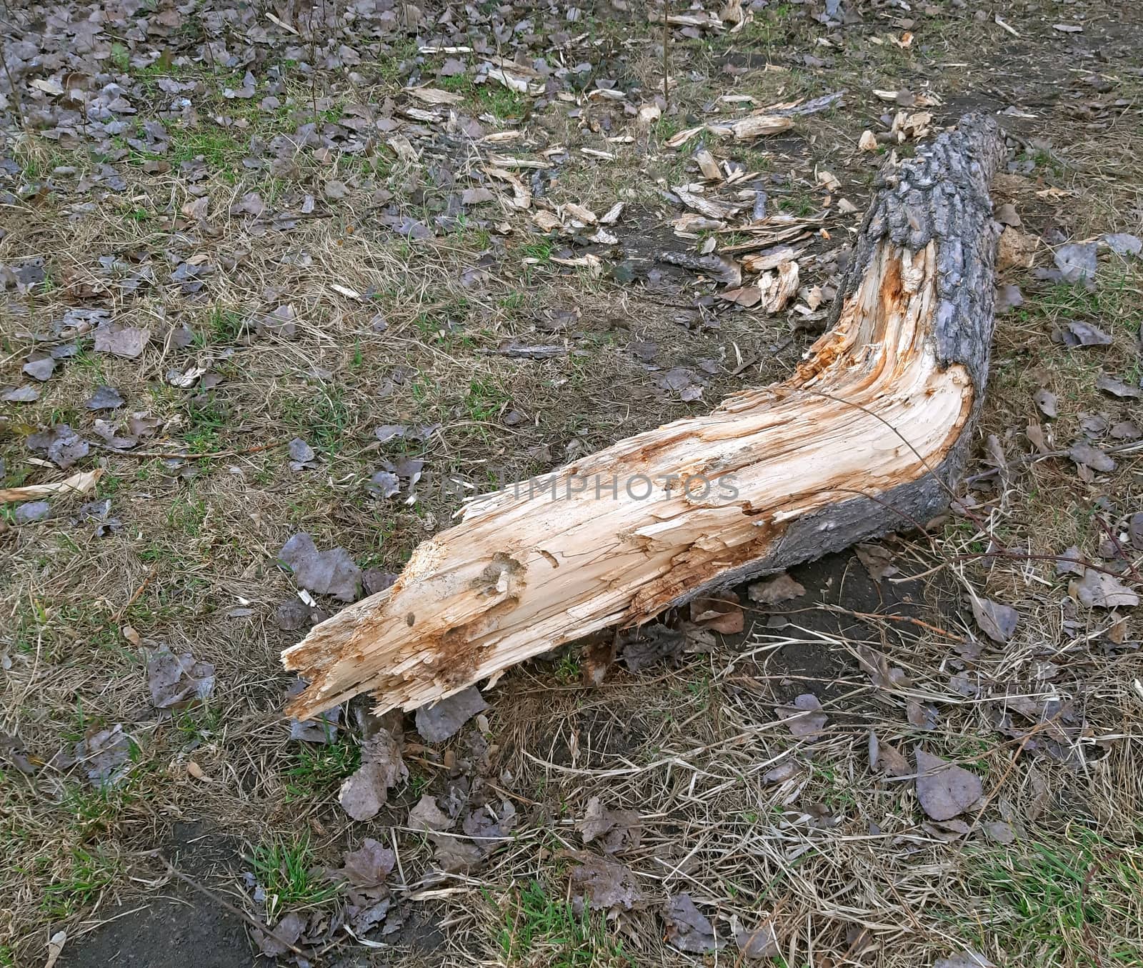 Decomposed wood fell to the ground in the park by Mindru