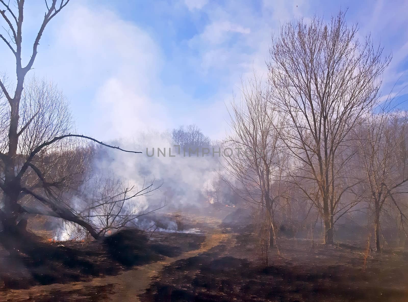 Fire in the forest and a lot of smoke.