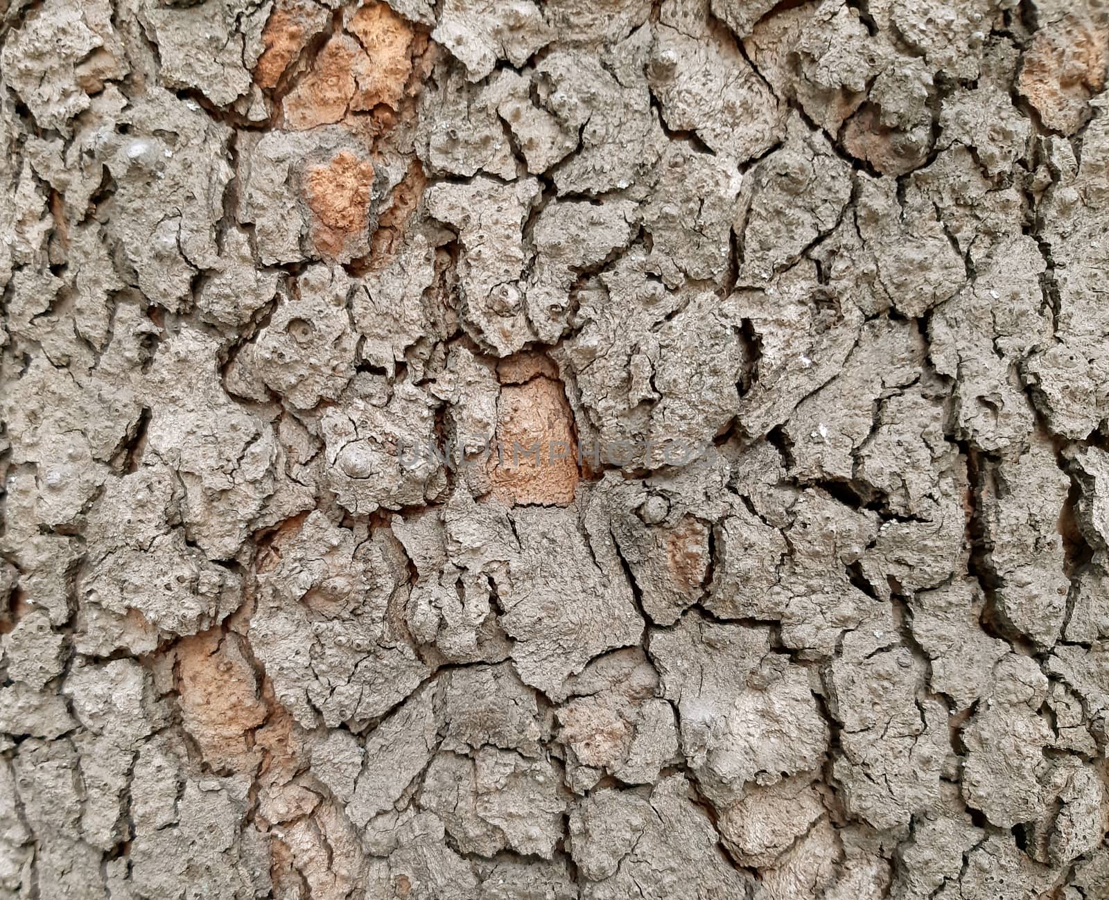 Tree bark texture Maple tree bark background.