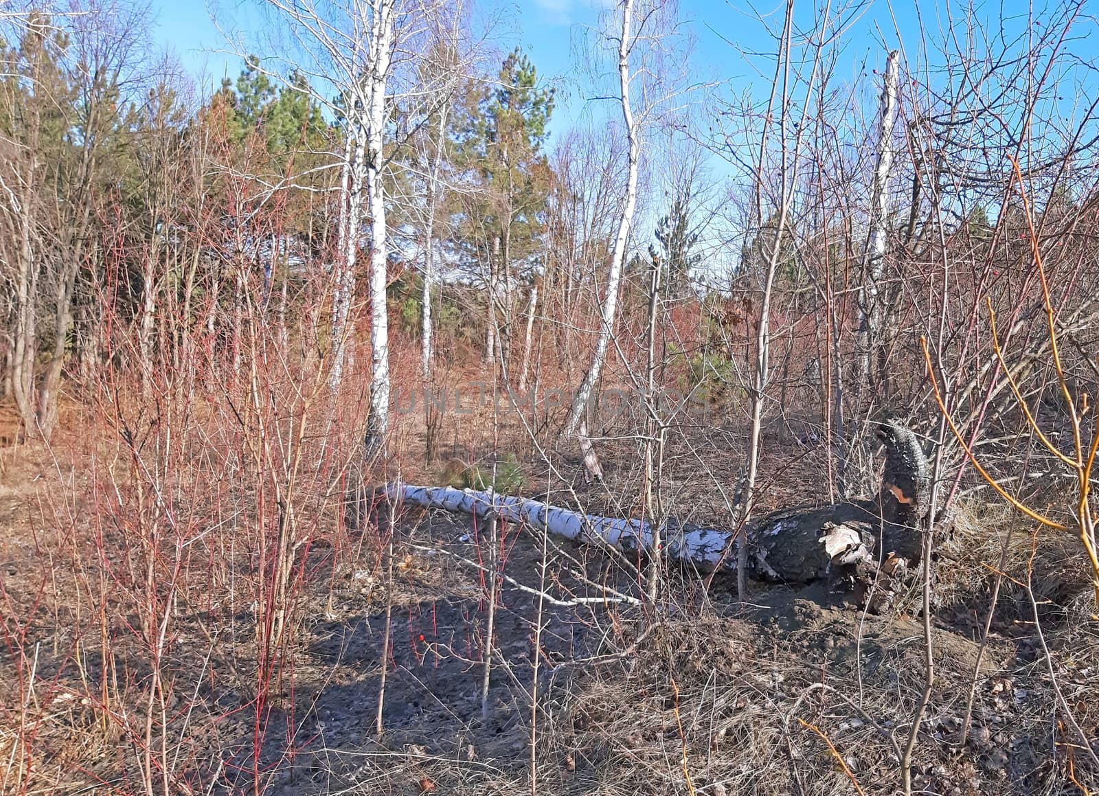 Birch tree felled in a forest in the early spring.