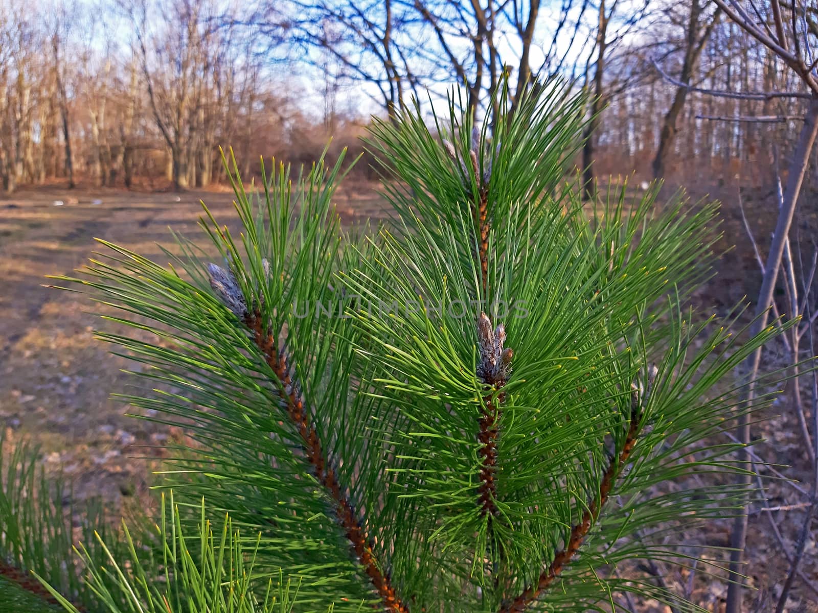A very beautiful young pine tree in the spring.