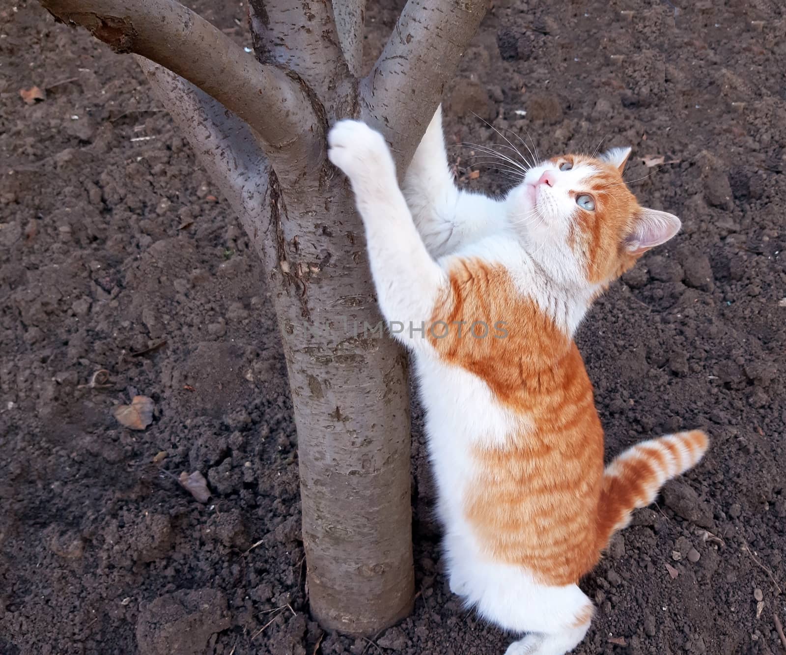 A cat climbs on a tree. Copy space by Mindru