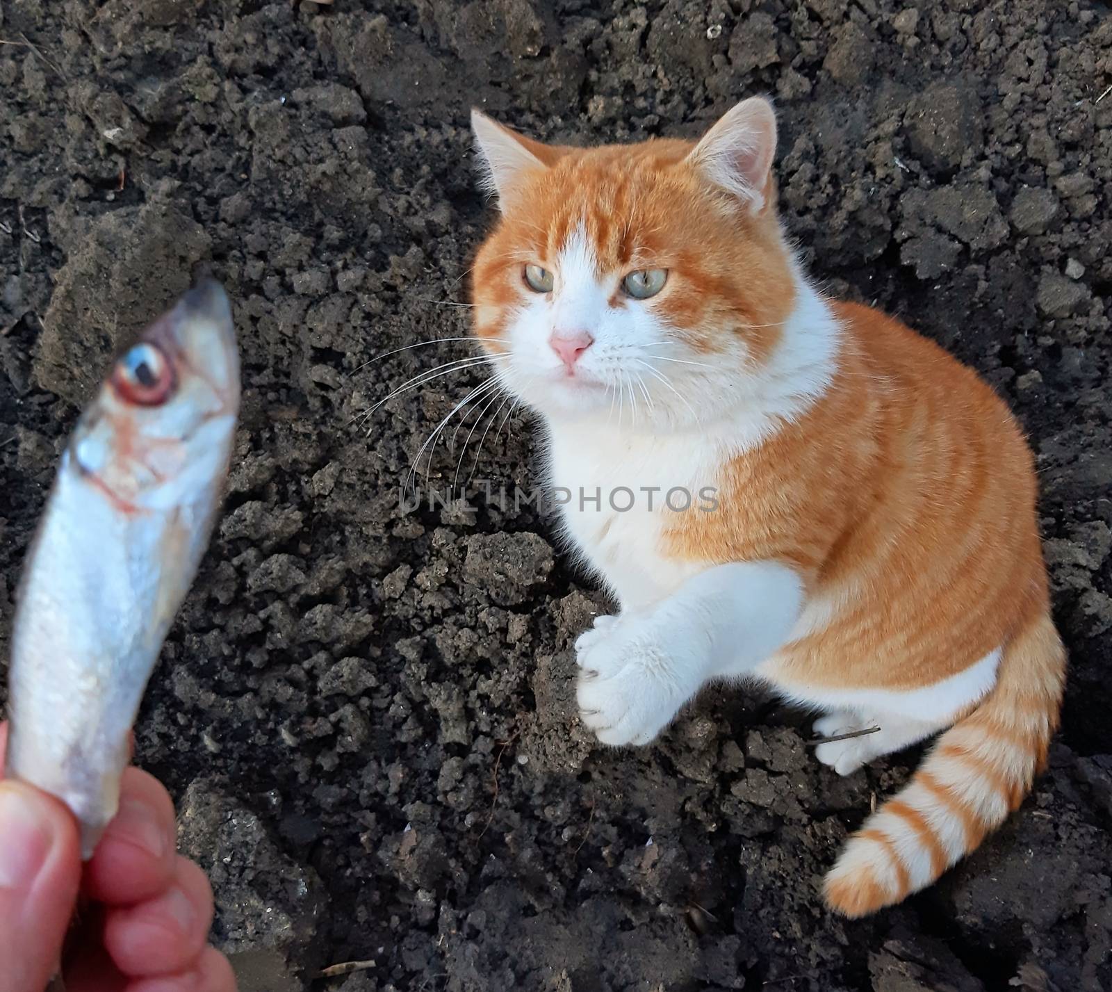 A beautiful cat takes my fish from my hand.