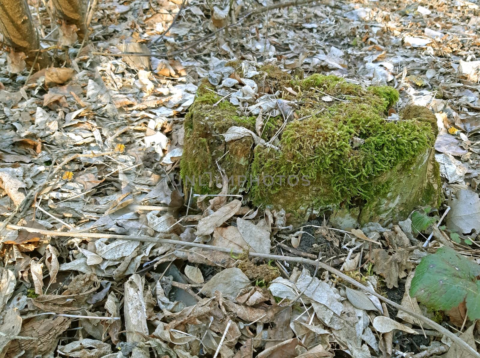 Moss growing on a stump in the forest.