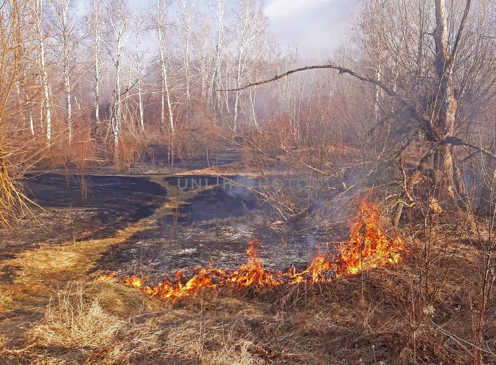 Dry grass burns Forest fire in the spring, the strong wind expands it.