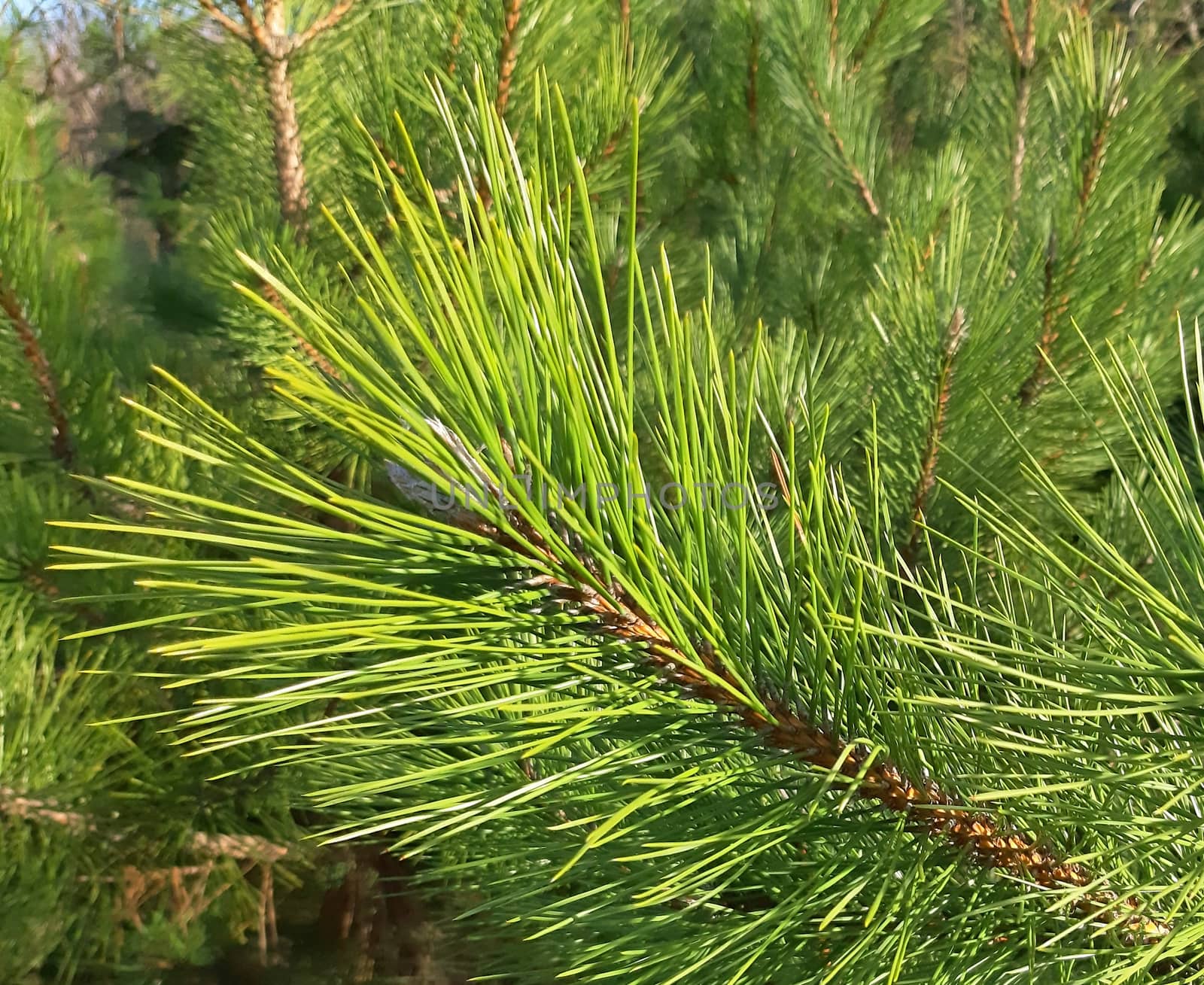 A young and green pine tree close up.